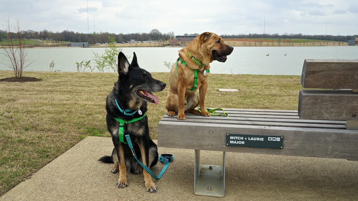 Tennessee's Top Pet Friendly Attraction: Shelby Farms Park | GoPetFriendly.com