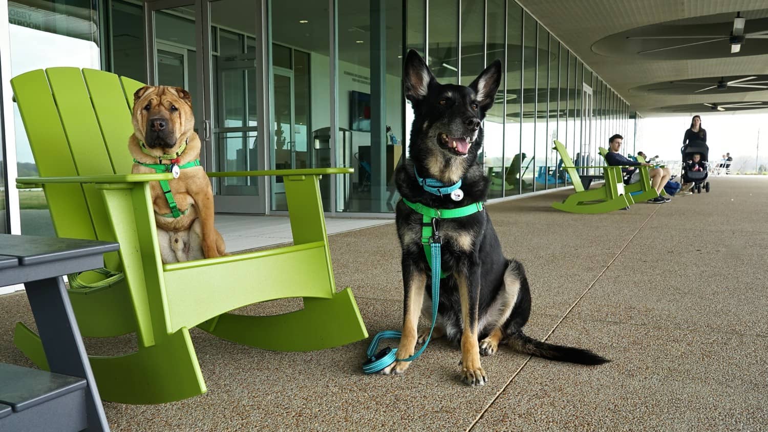 Tennessee's Top Pet Friendly Attraction: Shelby Farms | GoPetFriendly.com