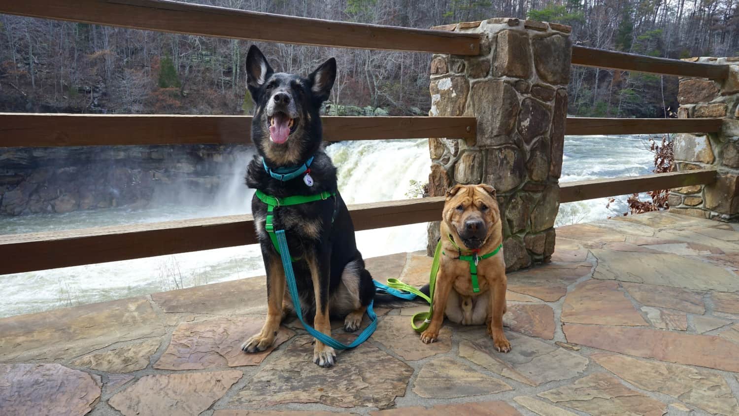 Alabama's Top Pet Friendly Attraction: Little River Canyon | GoPetFriendly.com