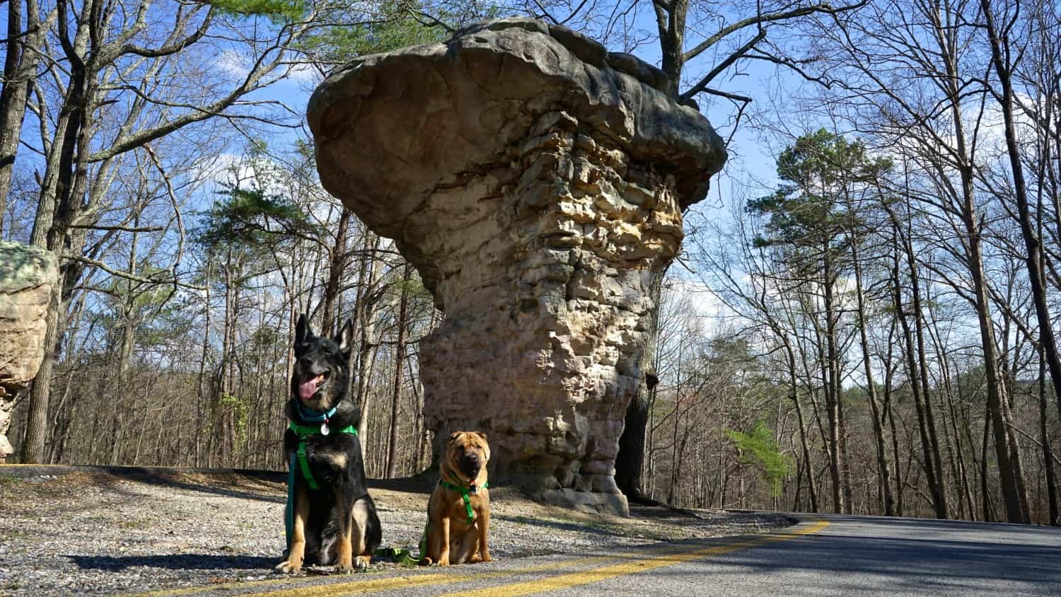 Alabama's Top Pet Friendly Attraction: Little River Canyon | GoPetFriendly.com