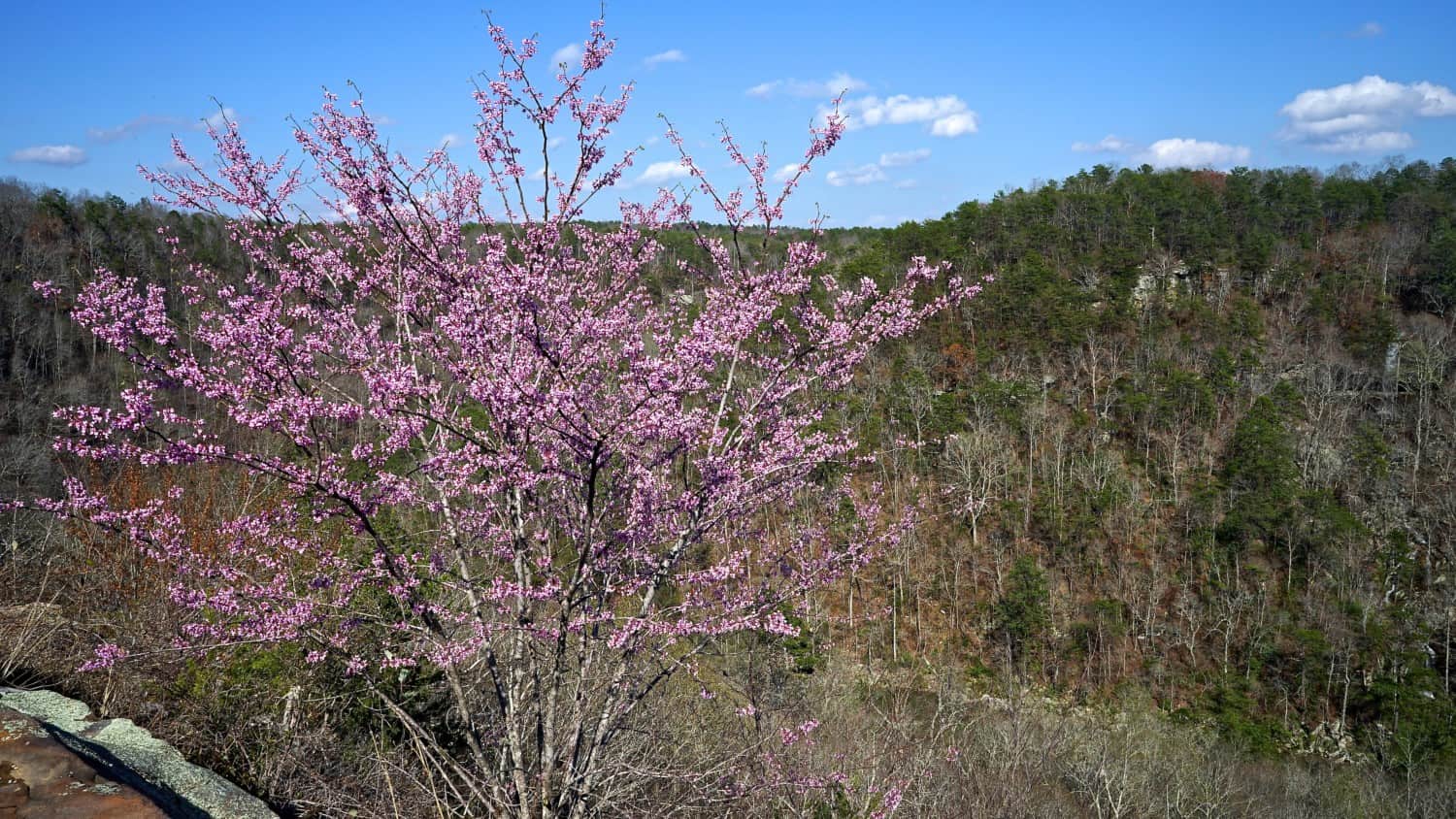 Alabama's Top Pet Friendly Attraction: Little River Canyon | GoPetFriendly.com