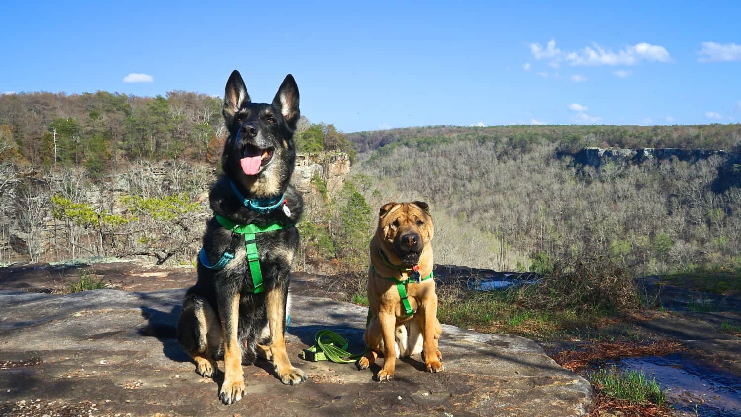 Alabama's Top Pet Friendly Attraction: Little River Canyon | GoPetFriendly.com