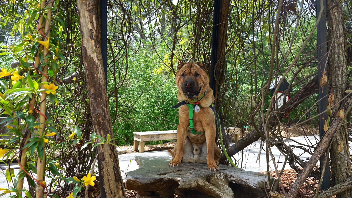 Georgia's Top Pet Friendly Attraction: Rock City Gardens | GoPetFriendly.com