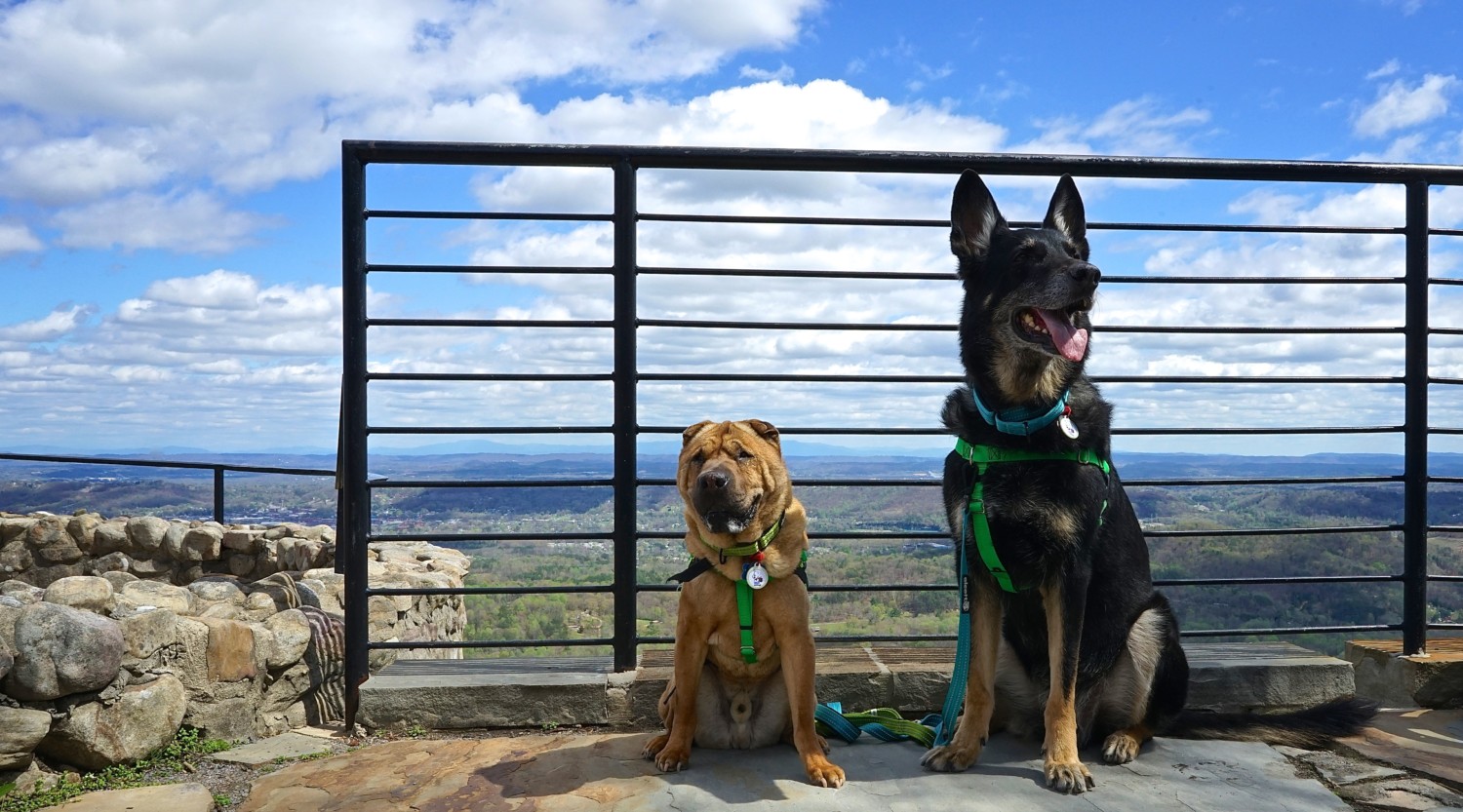 Georgia's Top Pet Friendly Attraction: Rock City Gardens | GoPetFriendly.com