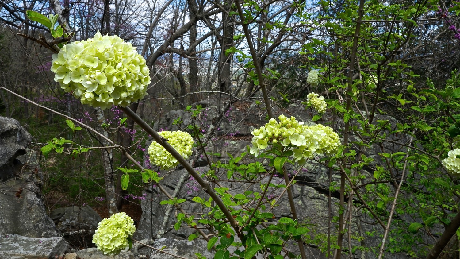 Georgia's Top Pet Friendly Attraction: Rock City Gardens | GoPetFriendly.com