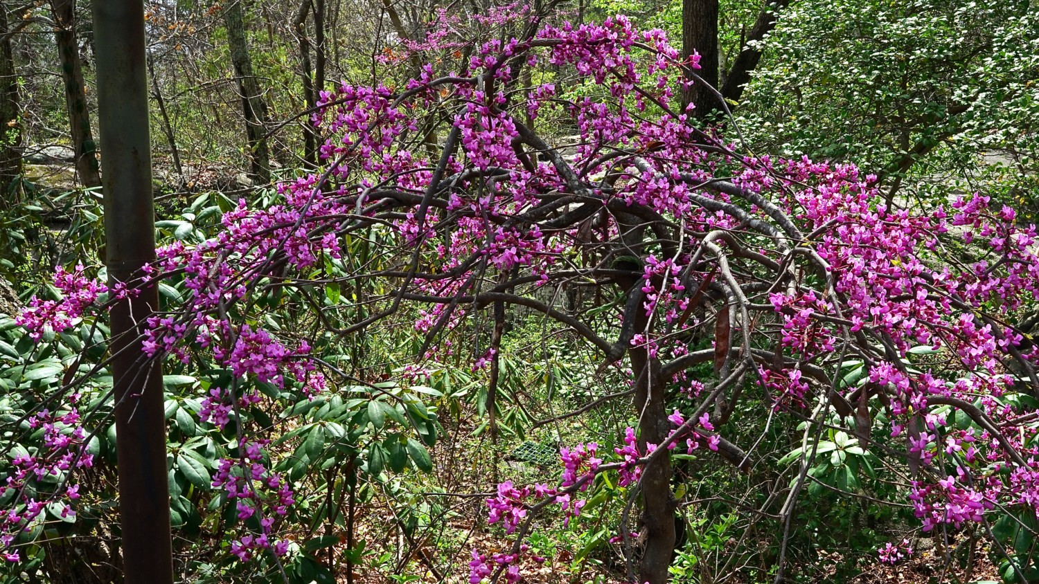 Georgia's Top Pet Friendly Attraction: Rock City Gardens | GoPetFriendly.com