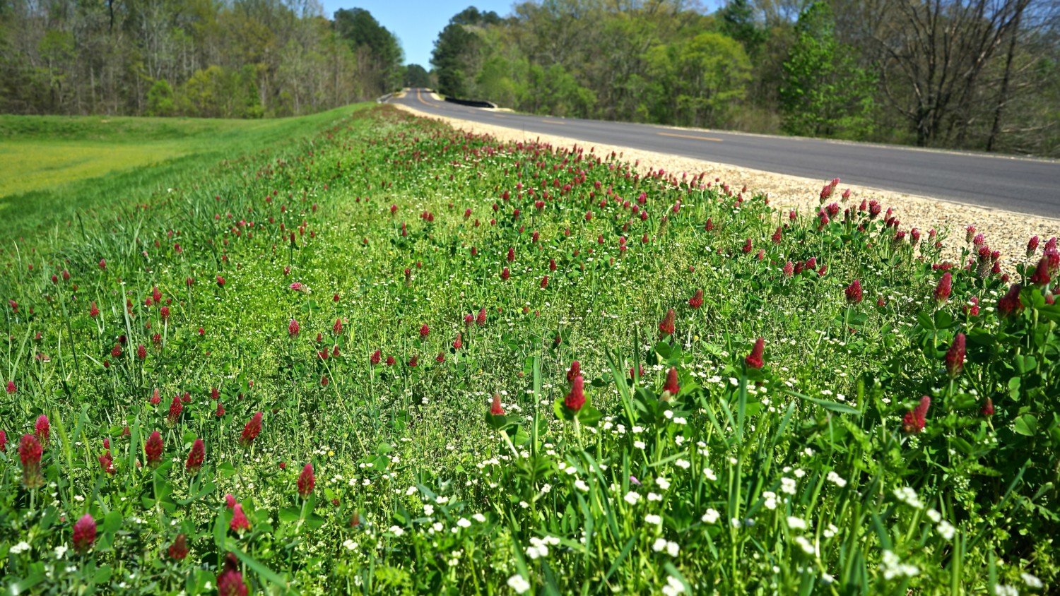 Roadway lined with red wildflowers in the pet-friendly Natchez Trace National Parkway in Mississippi