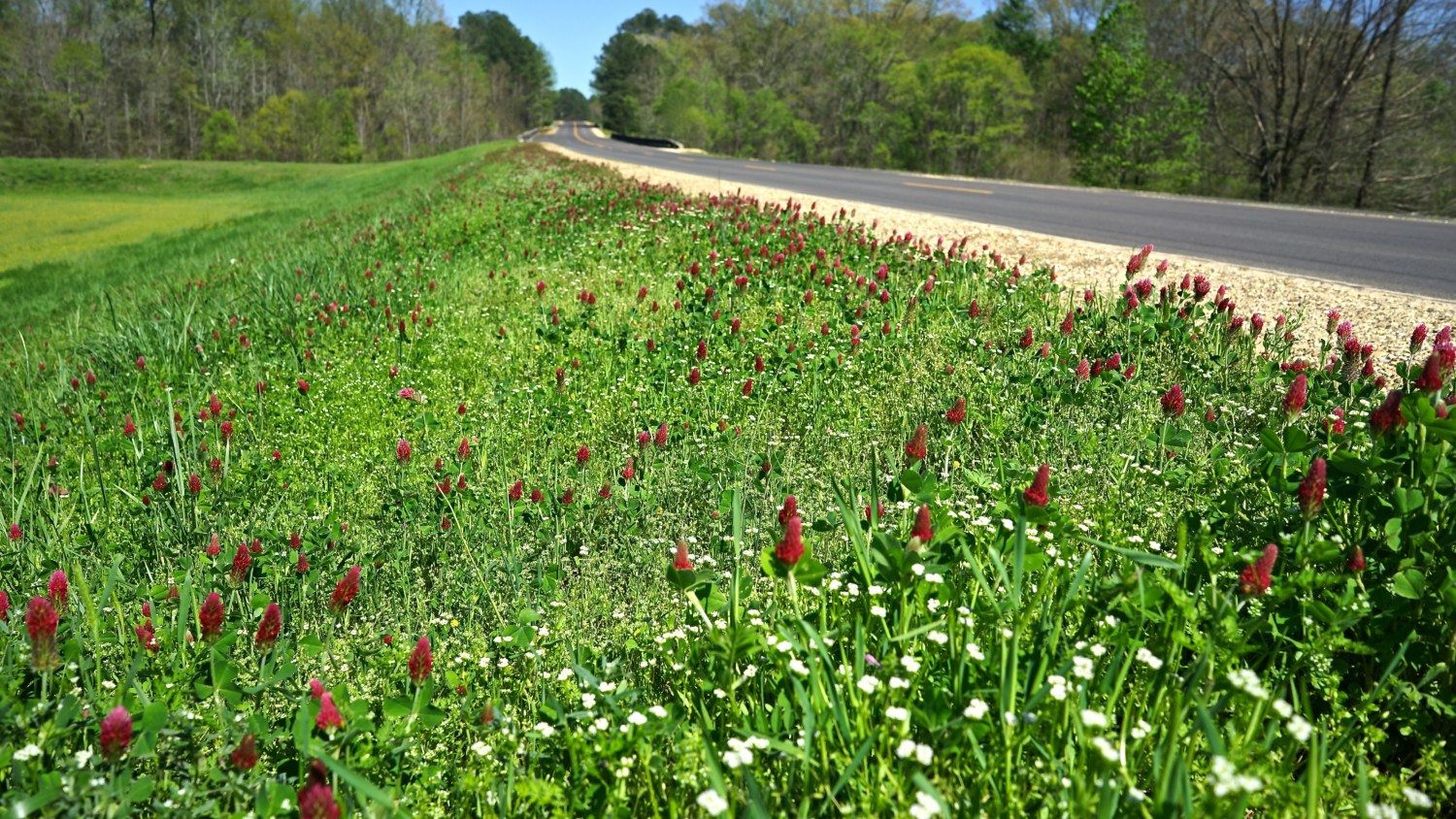 Mississippi's Top Pet-Friendly Attractions: The Natchez Trace |  GoPetFriendly.com