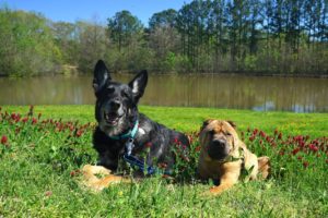 Mississippi's Top Pet Friendly Attraction: The Natchez Trace | GoPetFriendly.com