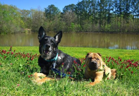 Mississippi's Top Pet Friendly Attraction: The Natchez Trace | GoPetFriendly.com