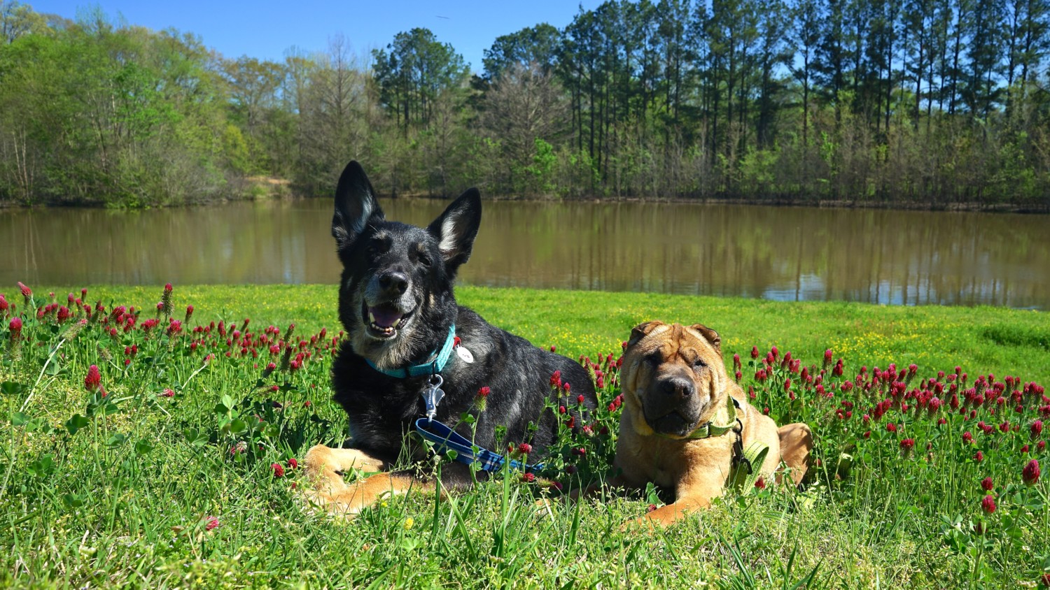 The Natchez Trace Parkway: A Pet Friendly Road Trip