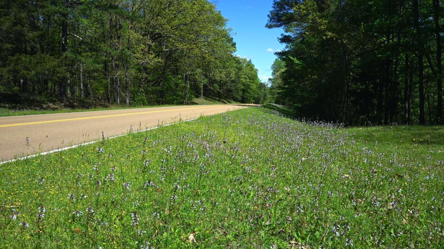 Mississippi's Top Pet Friendly Attraction: The Natchez Trace | GoPetFriendly.com