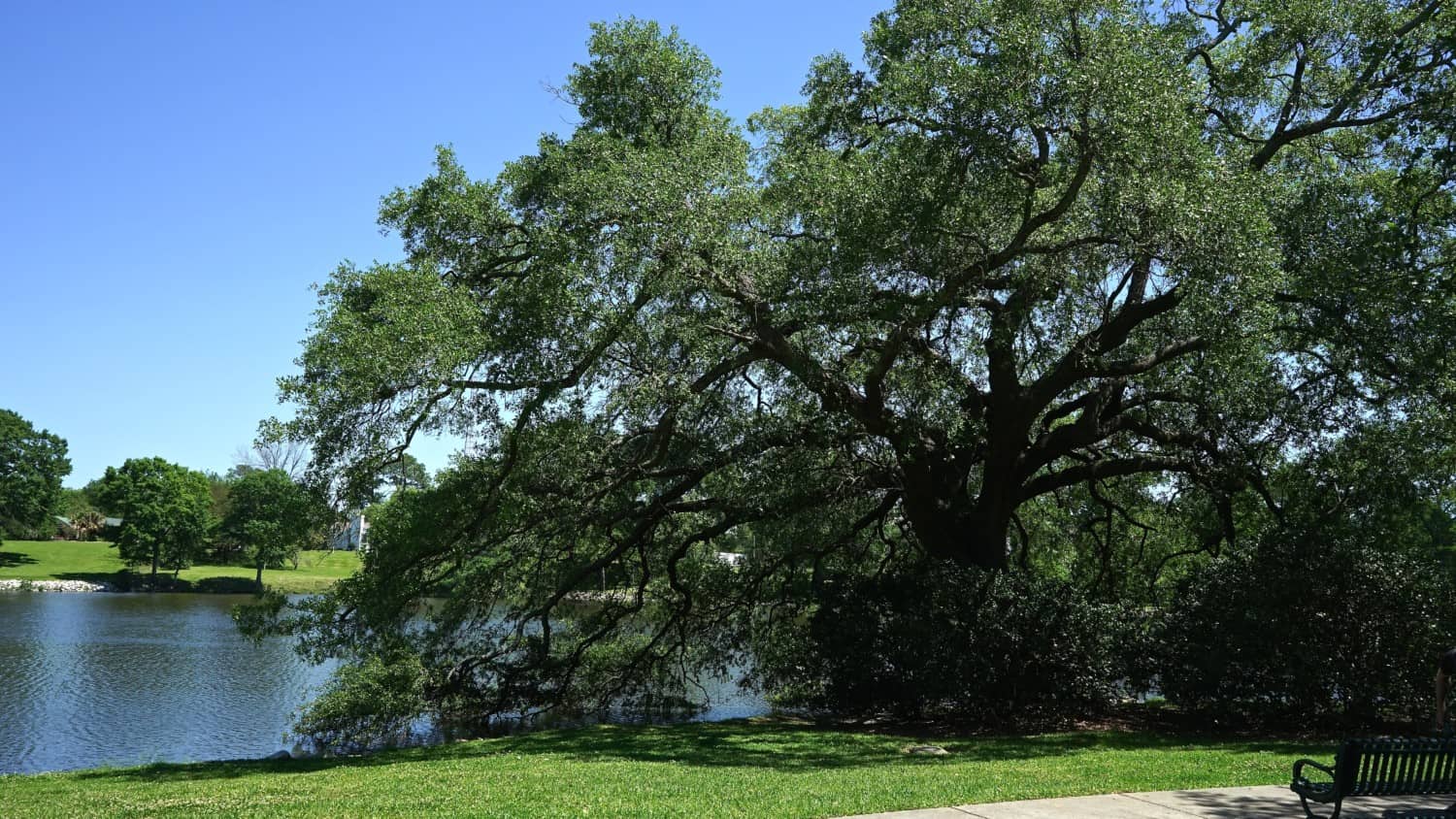 Louisiana's Top Pet Friendly Attraction: State Capitol Grounds