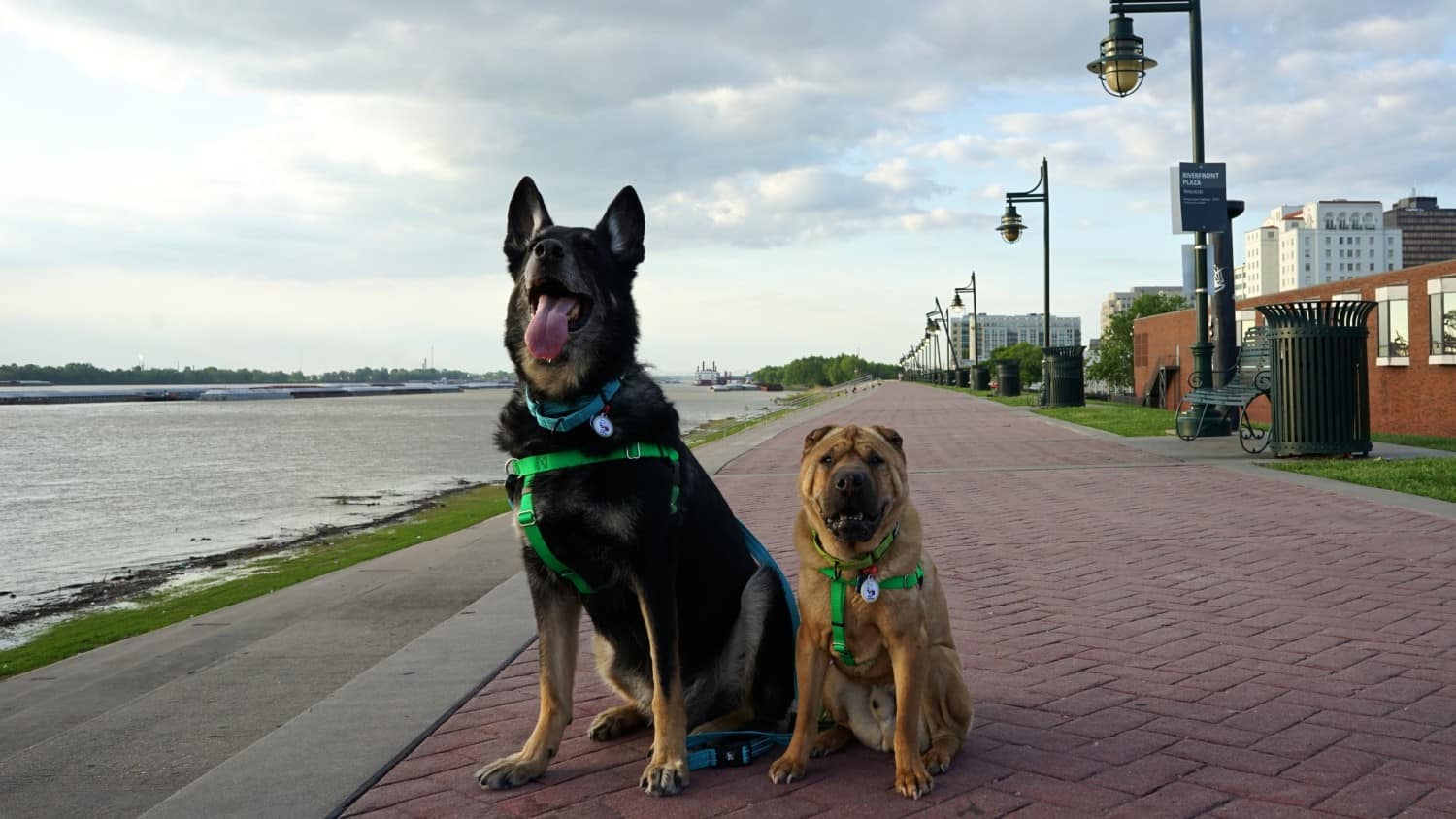 Louisiana's Top Pet Friendly Attraction: State Capitol Grounds