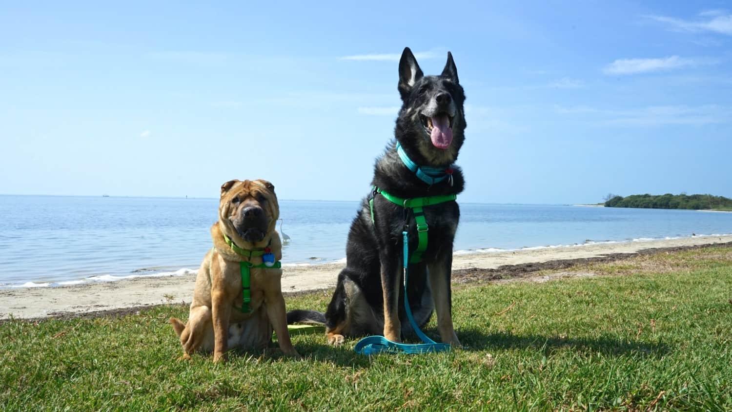 Florida's Top Pet Friendly Attraction: Fort De Soto Park and Dog Beach | GoPetFriendly.com