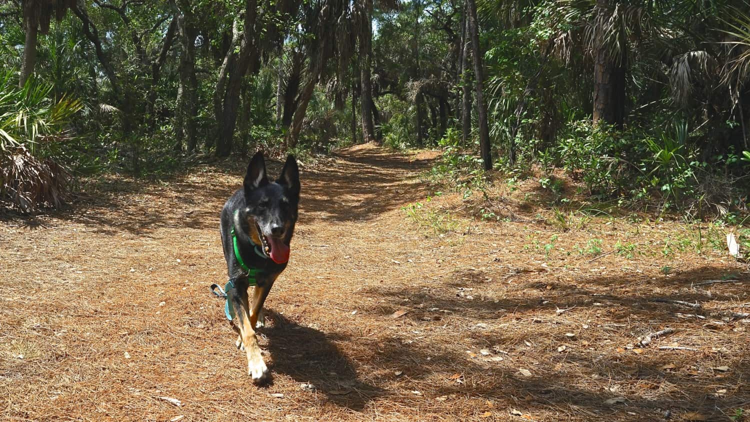 Florida's Top Pet Friendly Attraction: Fort De Soto Park and Dog Beach | GoPetFriendly.com