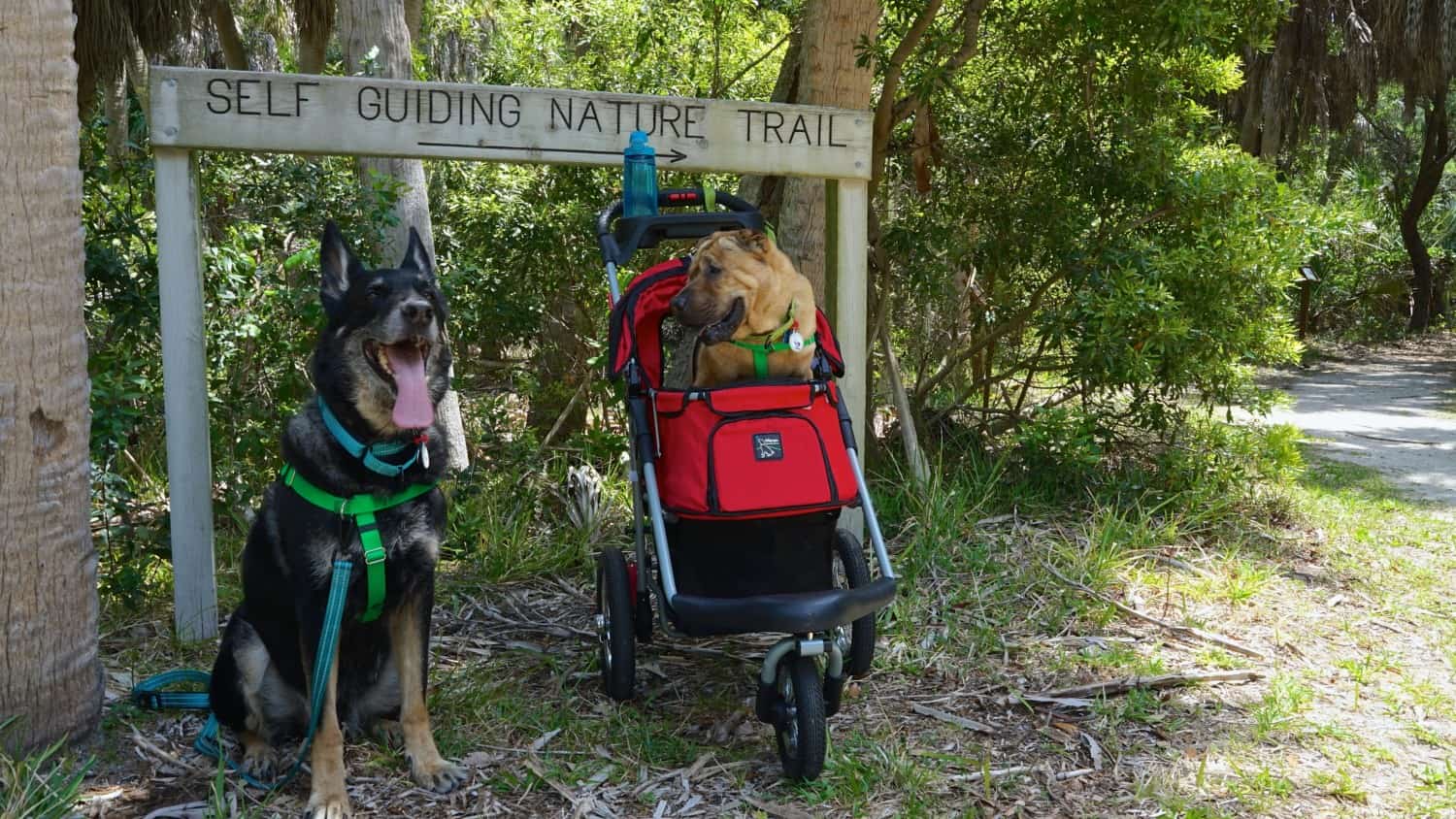 Florida's Top Pet Friendly Attraction: Fort De Soto Park and Dog Beach | GoPetFriendly.com