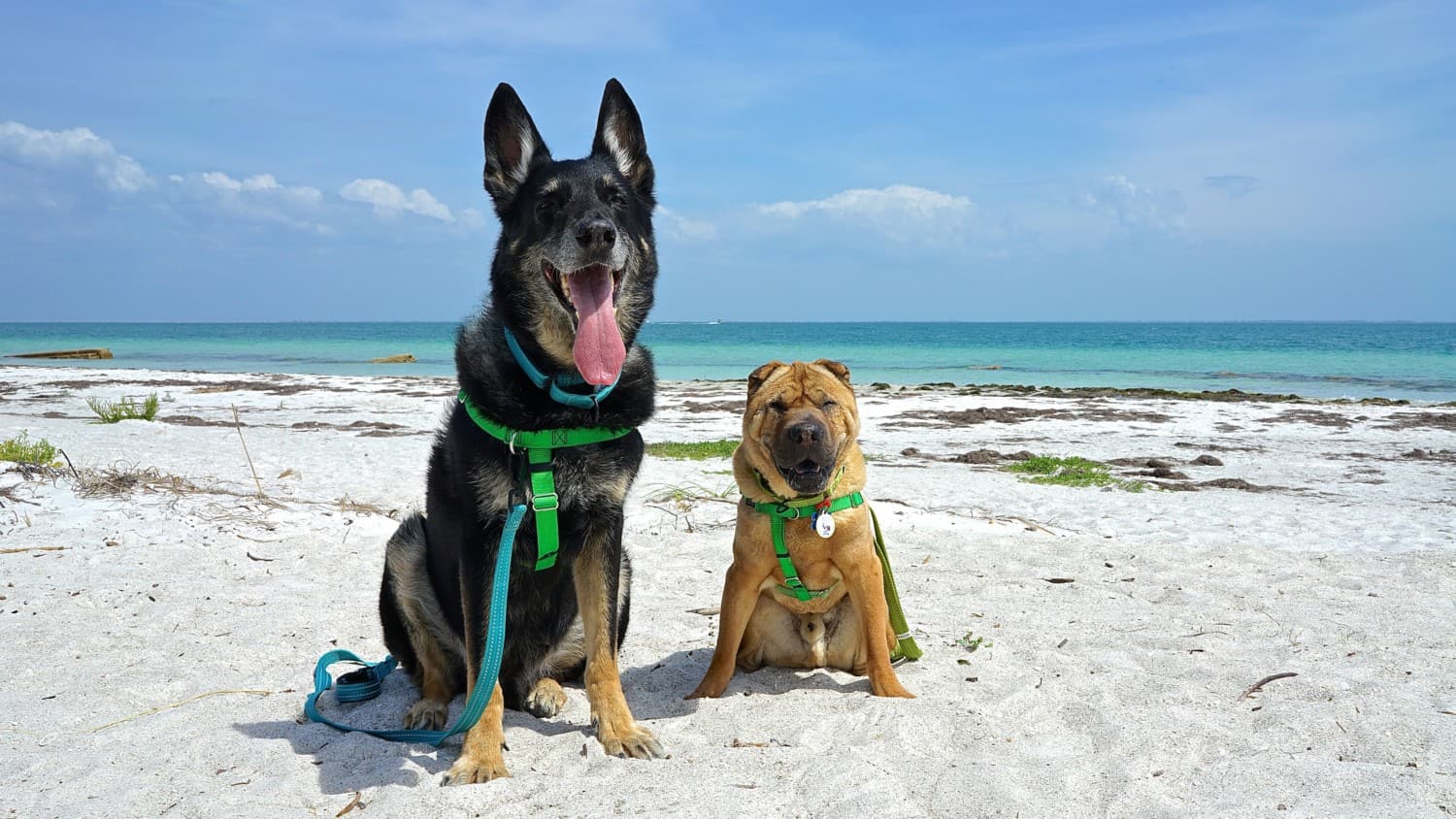 Florida's Top Pet Friendly Attraction: Fort De Soto Park and Dog Beach | GoPetFriendly.com