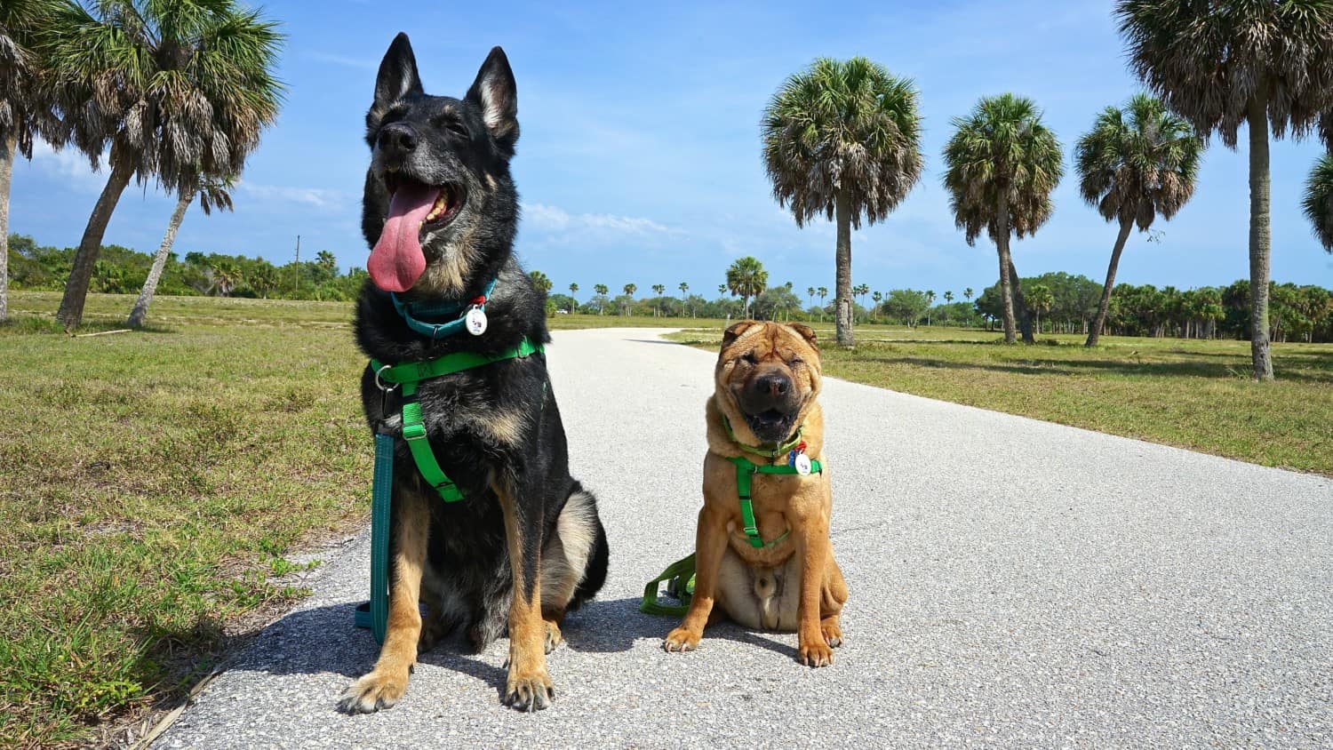 Florida's Top Pet Friendly Attraction: Fort De Soto Park and Dog Beach | GoPetFriendly.com