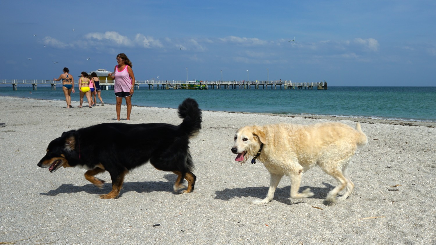 Florida's Top Pet Friendly Attraction: Fort De Soto Park and Dog Beach | GoPetFriendly.com