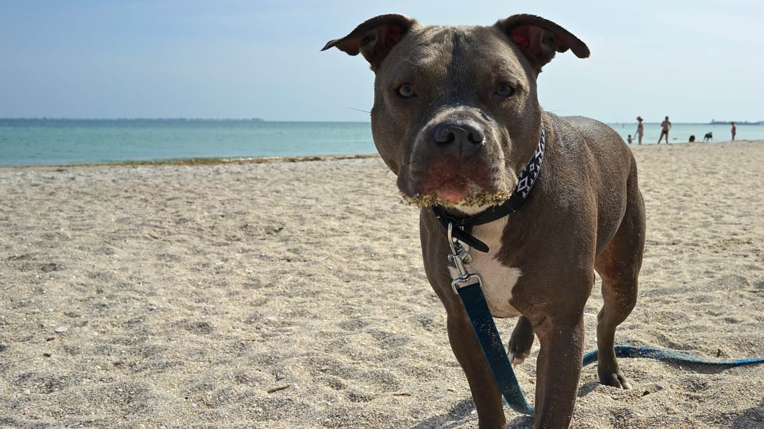 Florida's Top Pet Friendly Attraction: Fort De Soto Park and Dog Beach | GoPetFriendly.com