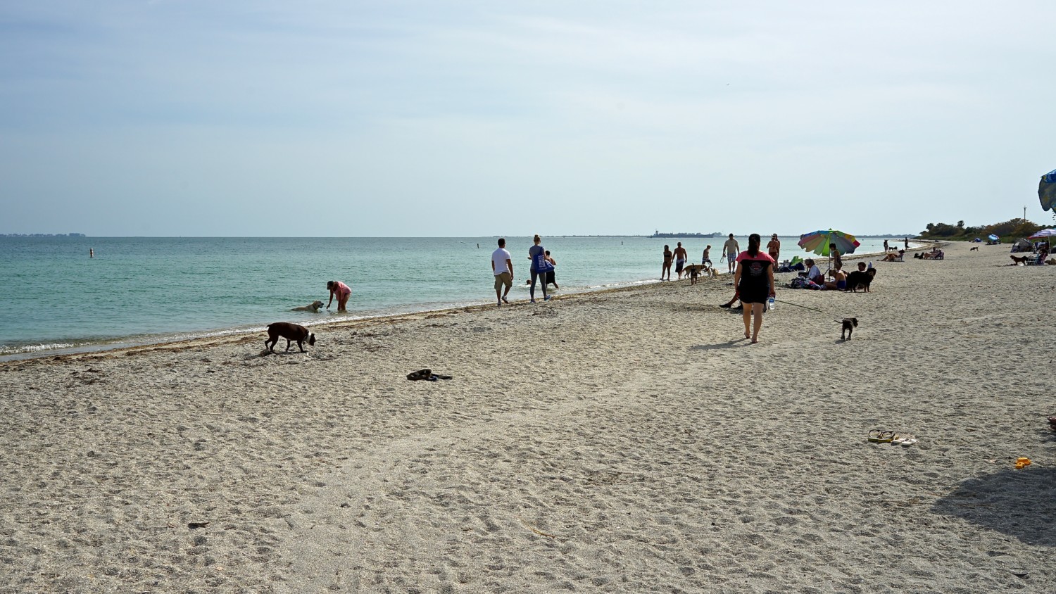 Florida's Top Pet Friendly Attraction: Fort De Soto Park and Dog Beach GoPetFriendly.com