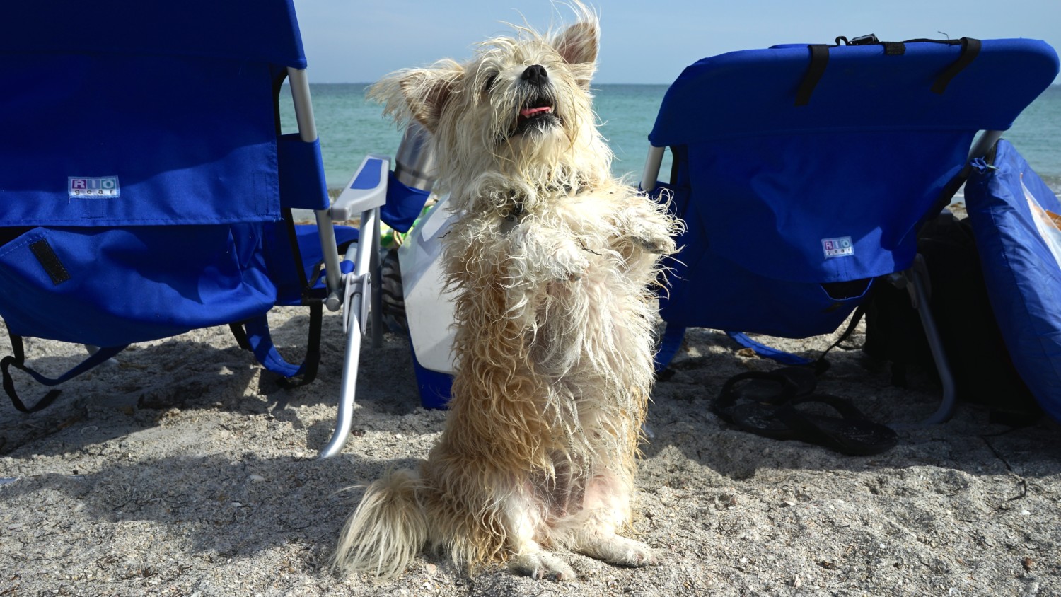 Florida's Top Pet-Friendly Attractions: Fort De Soto Park and Dog Beach | GoPetFriendly.com