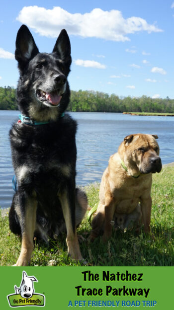 Happy black German shepherd dog and tan Shar-pei dog on the Natchez Trace Parkway in Mississippi