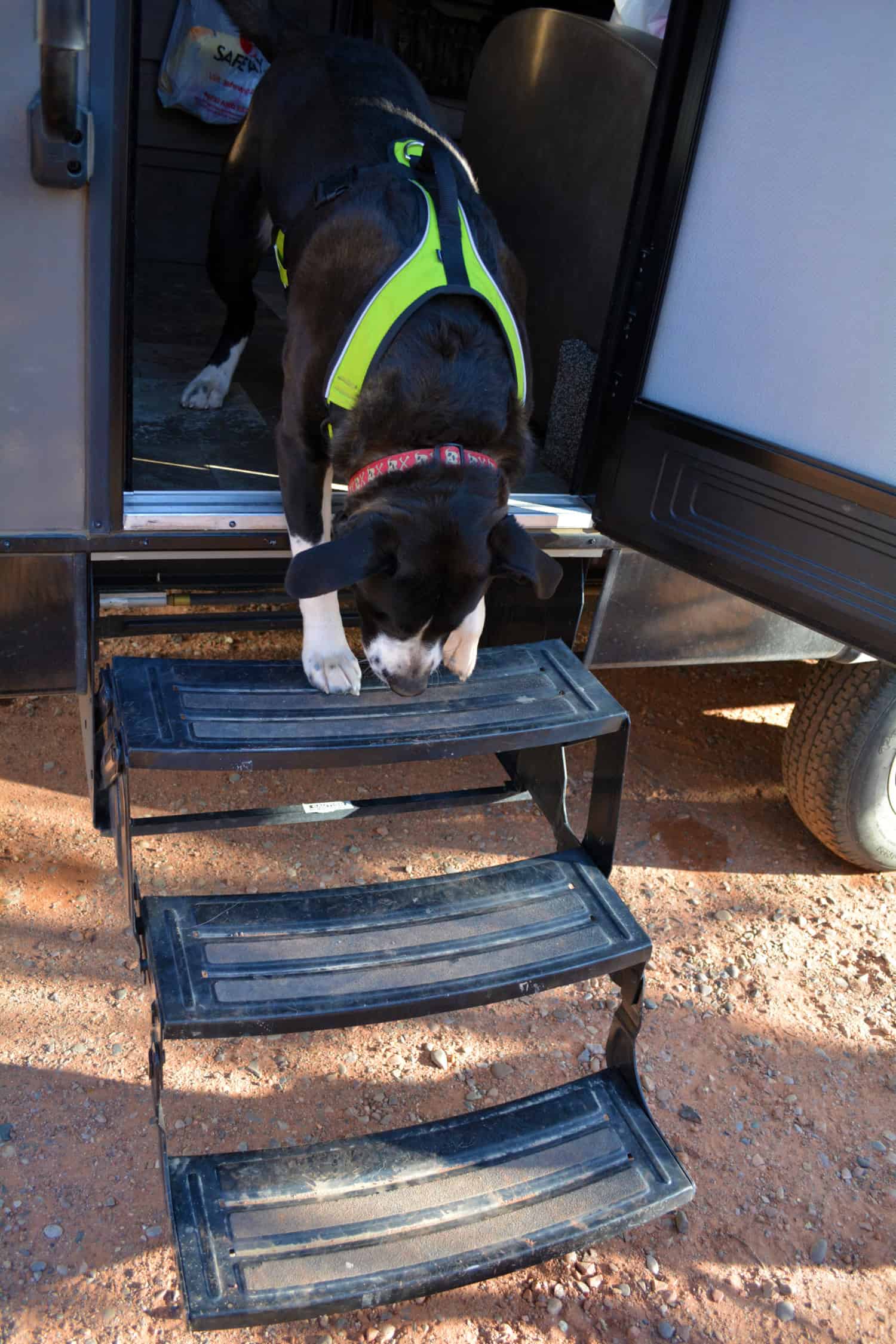 Renting a Camper for a Dog Friendly Vacation