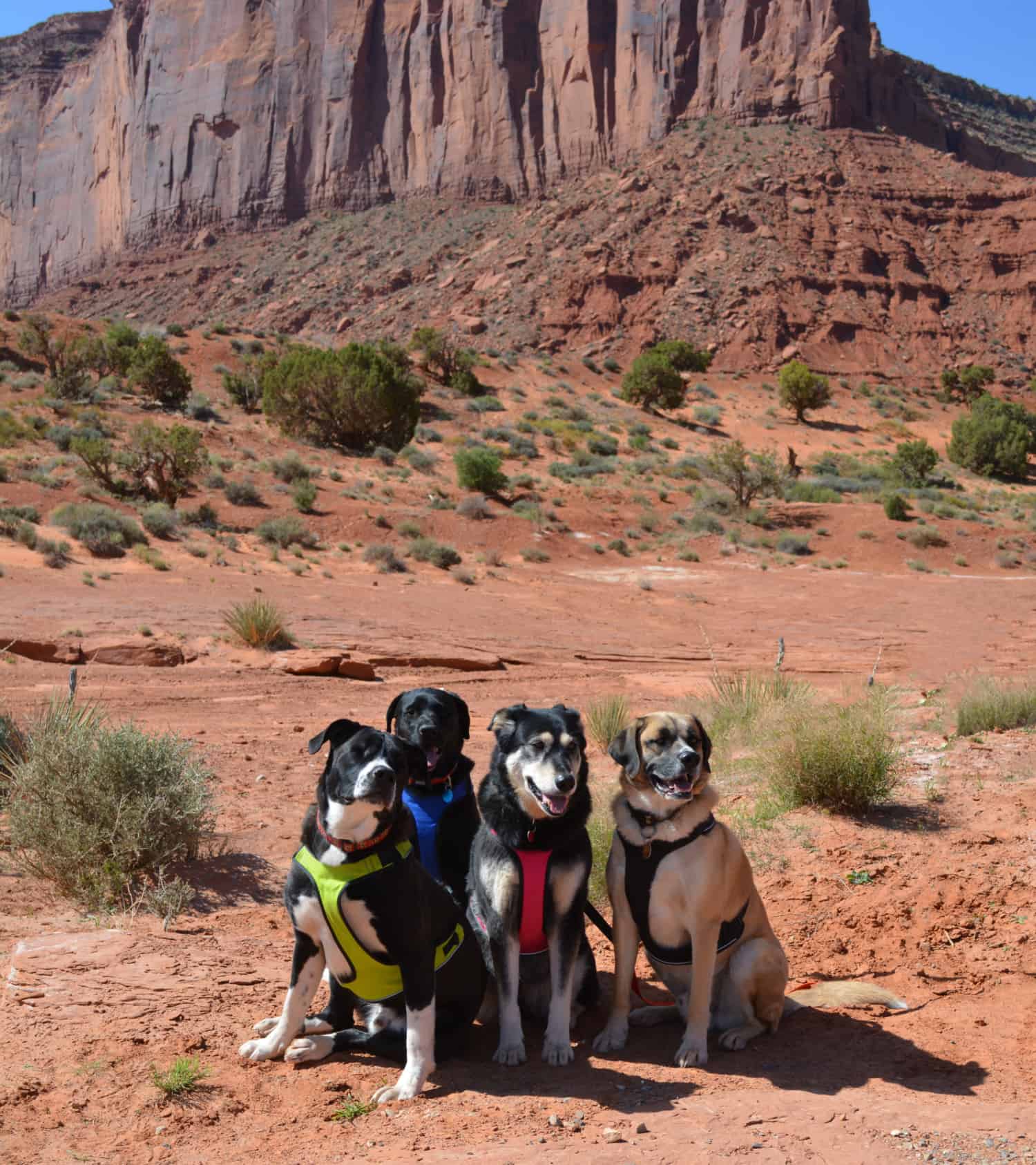 Rent a camper and spend a vacation with your dog