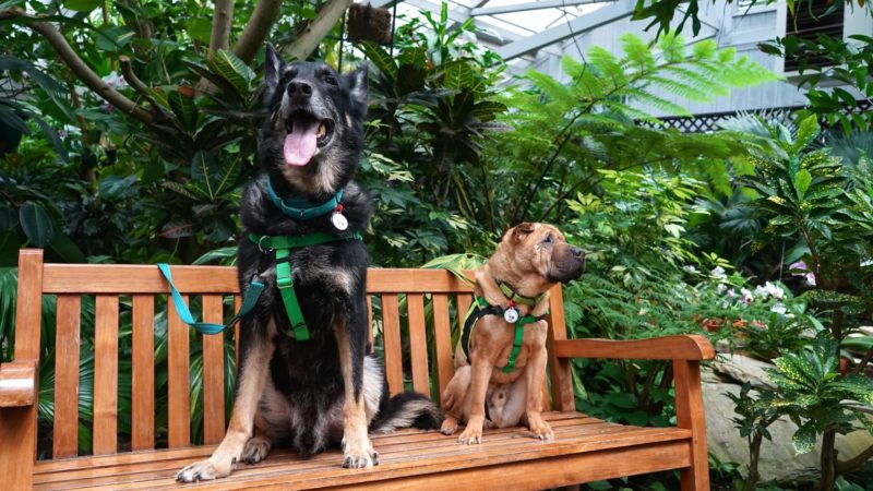 South Carolina's Top Pet Friendly Attraction: Magnolia Plantation & Gardens | GoPetFriendly.com