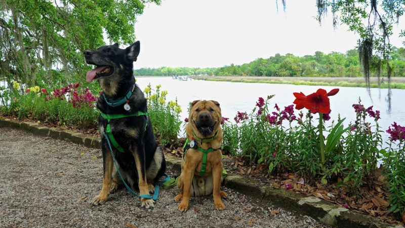 South Carolina's Top Pet Friendly Attraction: Magnolia Plantation & Gardens | GoPetFriendly.com