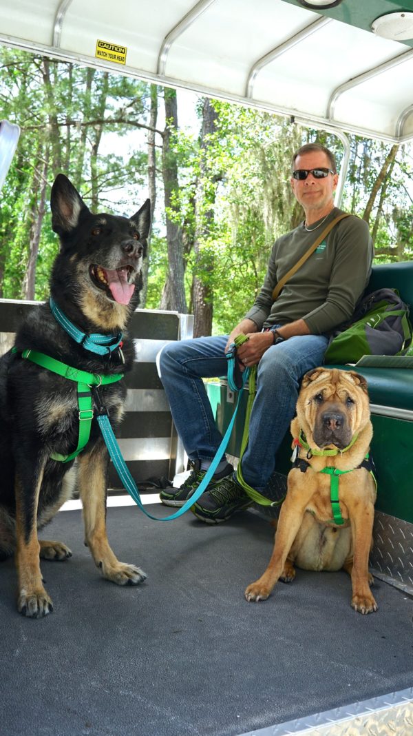 South Carolina's Top Pet Friendly Attraction: Magnolia Plantation & Gardens | GoPetFriendly.com