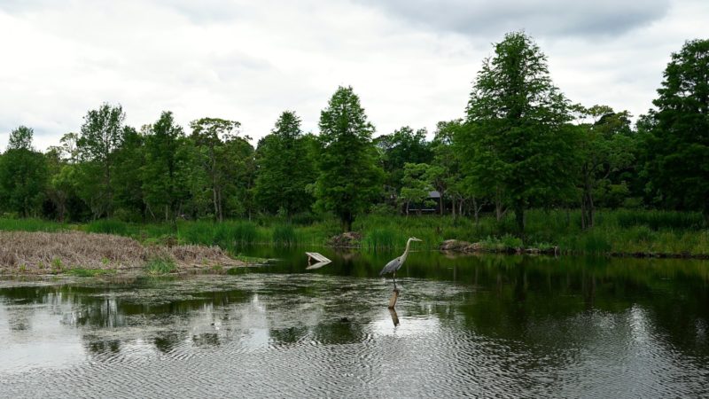 South Carolina's Top Pet Friendly Attraction: Magnolia Plantation & Gardens | GoPetFriendly.com