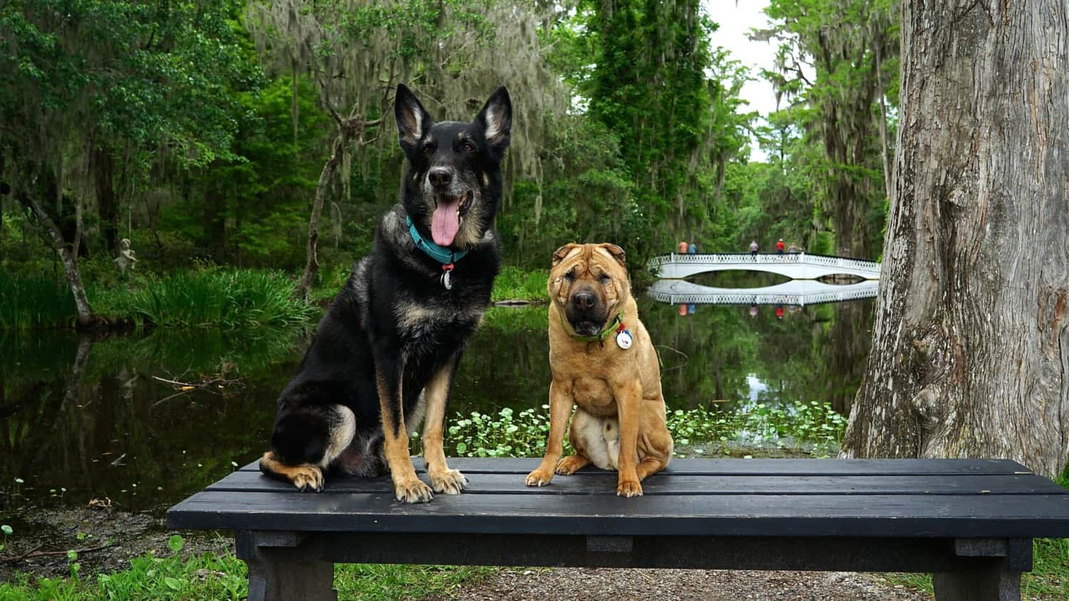 South Carolina's Top Pet Friendly Attraction: Magnolia Plantation & Gardens | GoPetFriendly.com