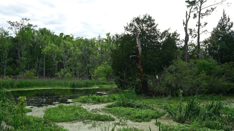 South Carolina's Top Pet Friendly Attraction: Magnolia Plantation & Gardens | GoPetFriendly.com