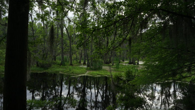 South Carolina's Top Pet Friendly Attraction: Magnolia Plantation & Gardens | GoPetFriendly.com