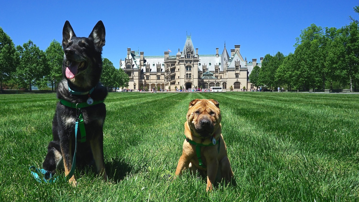 North Carolina's Top Pet Friendly Attraction: Biltmore Estate | GoPetFriendly.com