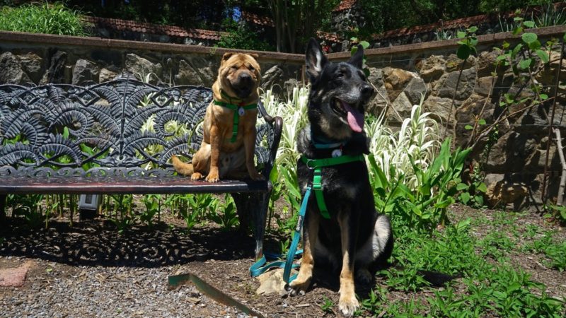 North Carolina's Top Pet Friendly Attraction: Biltmore Estate | GoPetFriendly.com