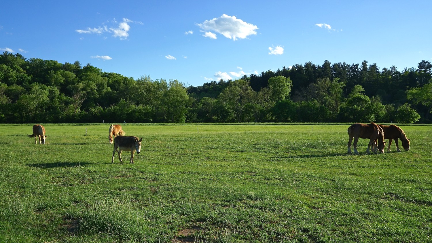 North Carolina's Top Pet Friendly Attraction: Biltmore Estate | GoPetFriendly.com