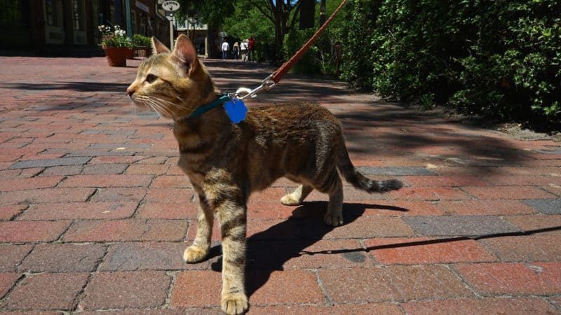 Virginia's Top Pet Friendly Attraction: Colonial Williamsburg | GoPetFriendly.com