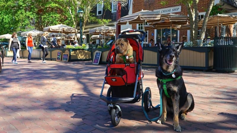 Virginia's Top Pet Friendly Attraction: Colonial Williamsburg | GoPetFriendly.com