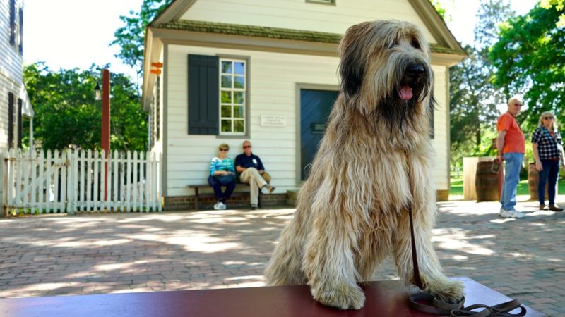 Virginia's Top Pet Friendly Attraction: Colonial Williamsburg | GoPetFriendly.com