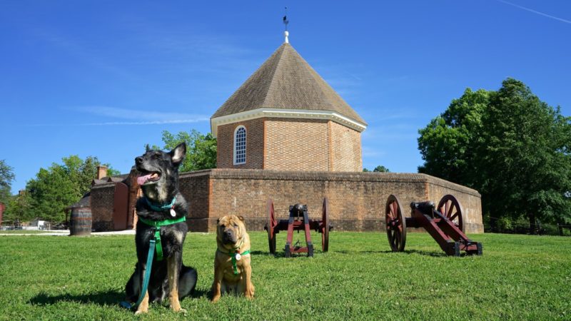 Virginia's Top Pet Friendly Attraction: Colonial Williamsburg | GoPetFriendly.com