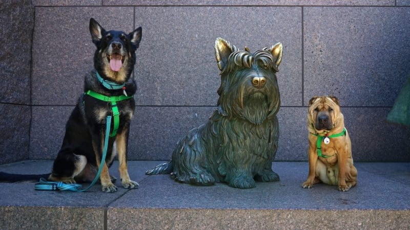 Washington D.C.'s Top Pet Friendly Attractions: The National Mall | GoPetFriendly.com