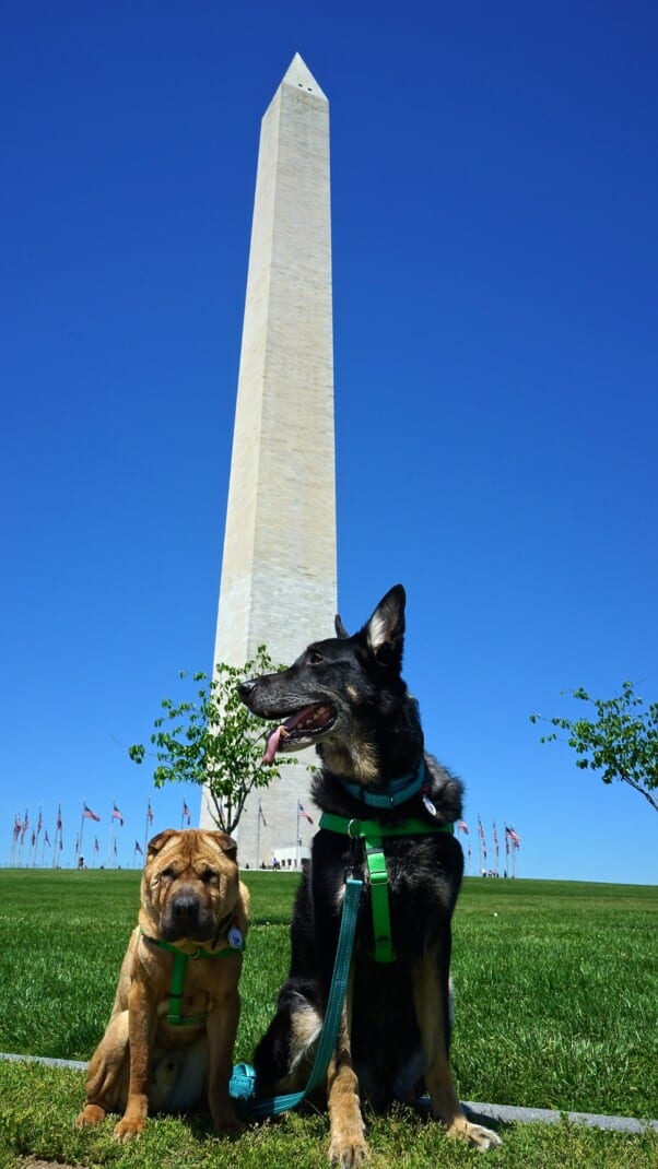 Shar-pei and German Shepherd dogs at the Washington Monument on the National Mall in Washington, DC