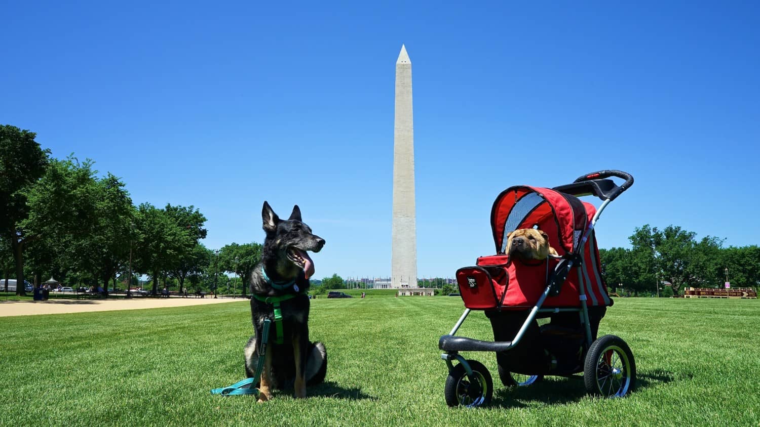 Washington D.C.'s Top Pet Friendly Attractions: The National Mall | GoPetFriendly.com