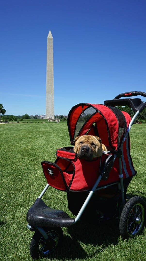 Shar-pei in a red dog stroller at the Washington Monument on the National Mall in Washington, DC