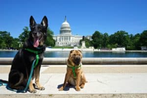 Buster and Ty, the GoPetFriendly.com dogs in Washington DC
