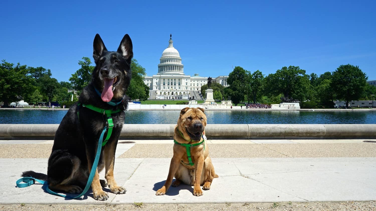 Buster the German Shepherd & Ty the Shar-pei from GoPetFriendly.com at the U.S. Capitol on the Dog-Friendly National Mall and Memorial Gardens in Washington, D.C.